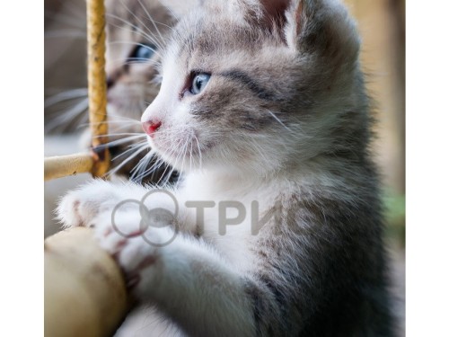 Настенный пленочный обогреватель (картина) КОТЯТА Трио Украина - Основные контакты 02